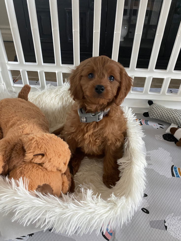 Cute Cavapoo Pup in Avondale AZ