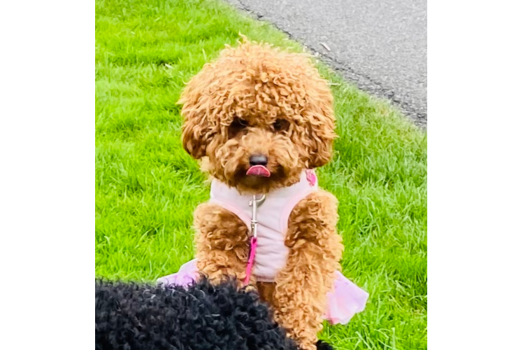 Funny Cavapoo Poodle Mix Pup