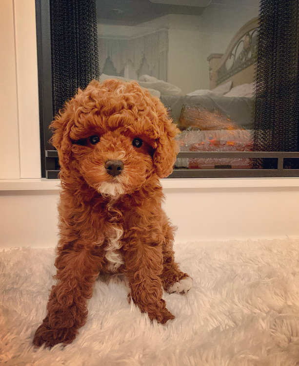 Cavapoo Puppy for Adoption