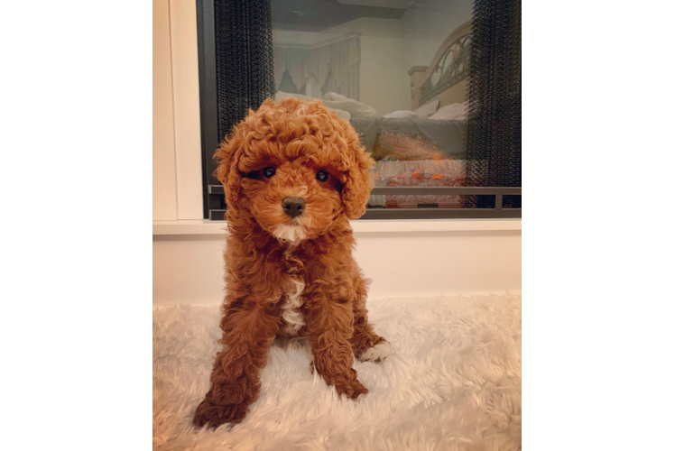 Cavapoo Puppy for Adoption