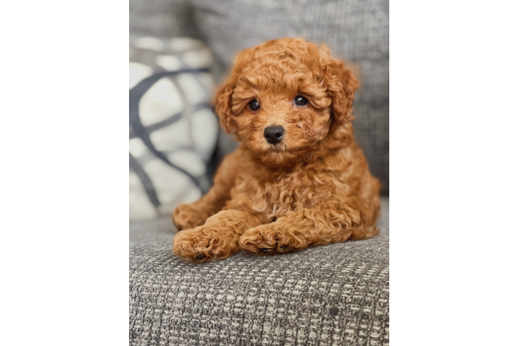 Popular Cavapoo Poodle Mix Pup
