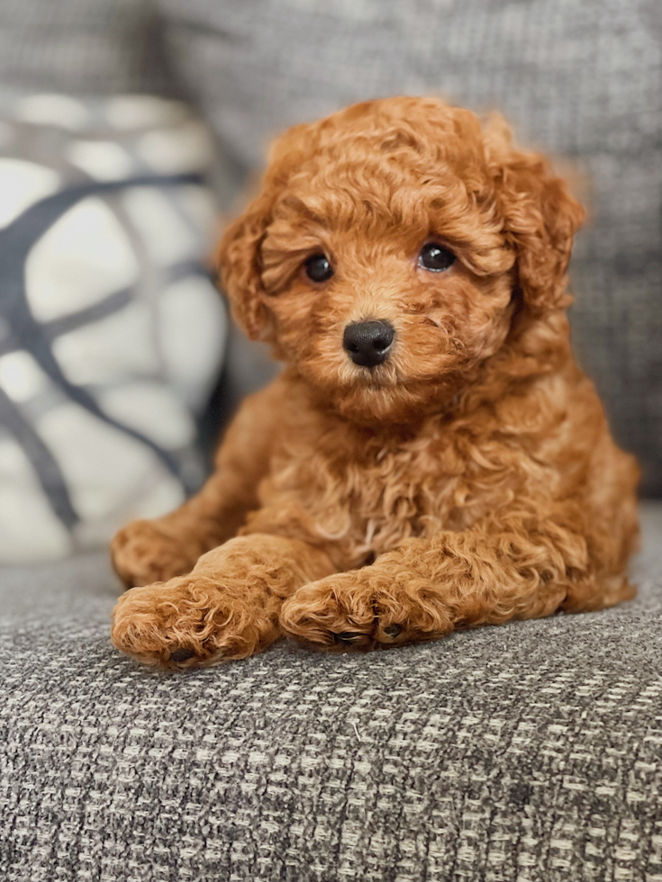 Sweet Cavapoo Pup