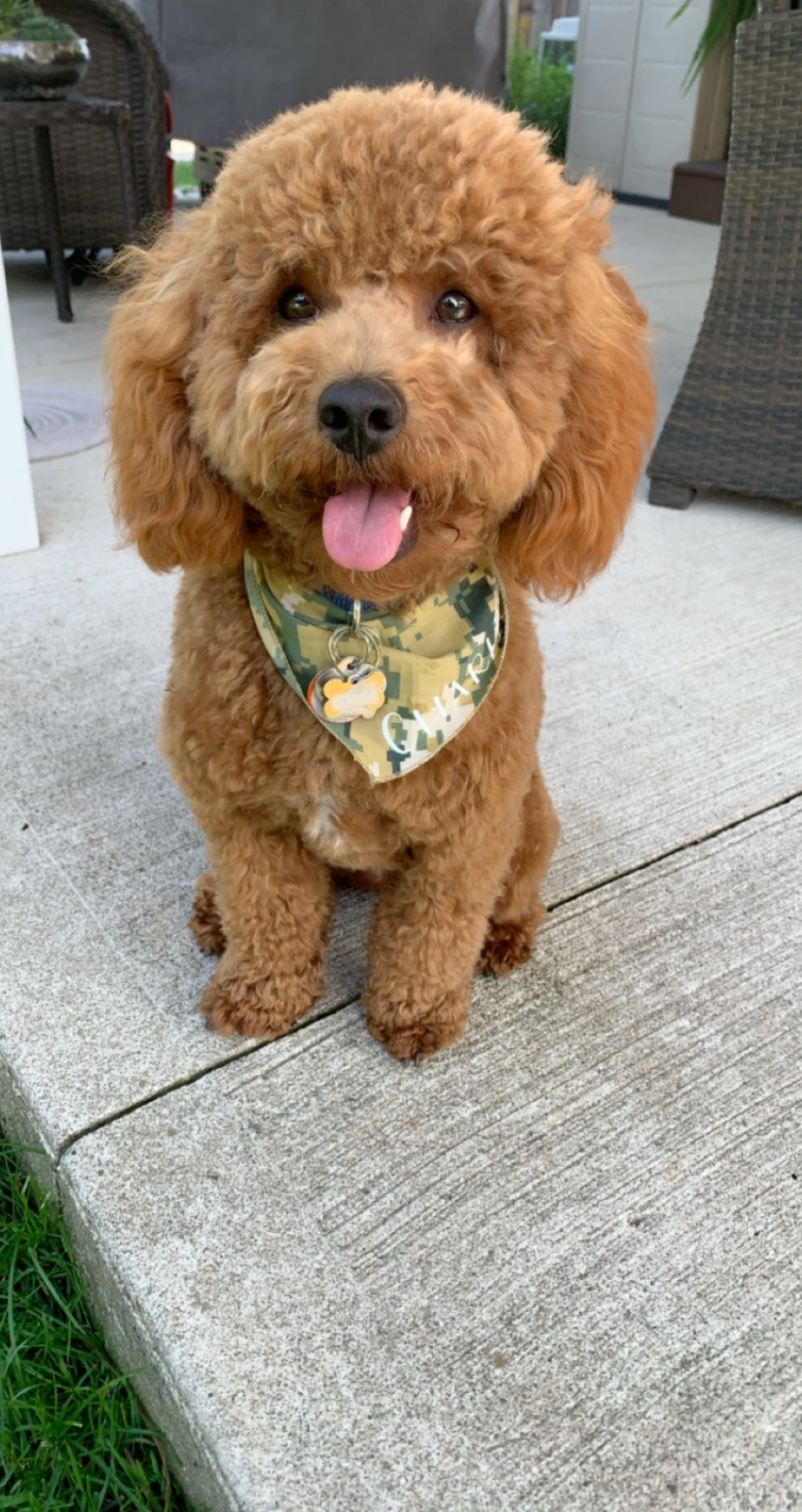 Best Cavapoo Baby