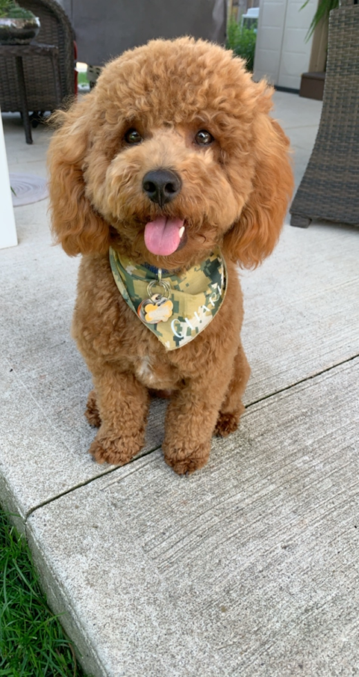 Popular Cavapoo Poodle Mix Pup