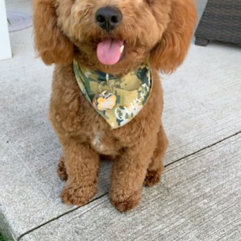 Popular Cavapoo Poodle Mix Pup