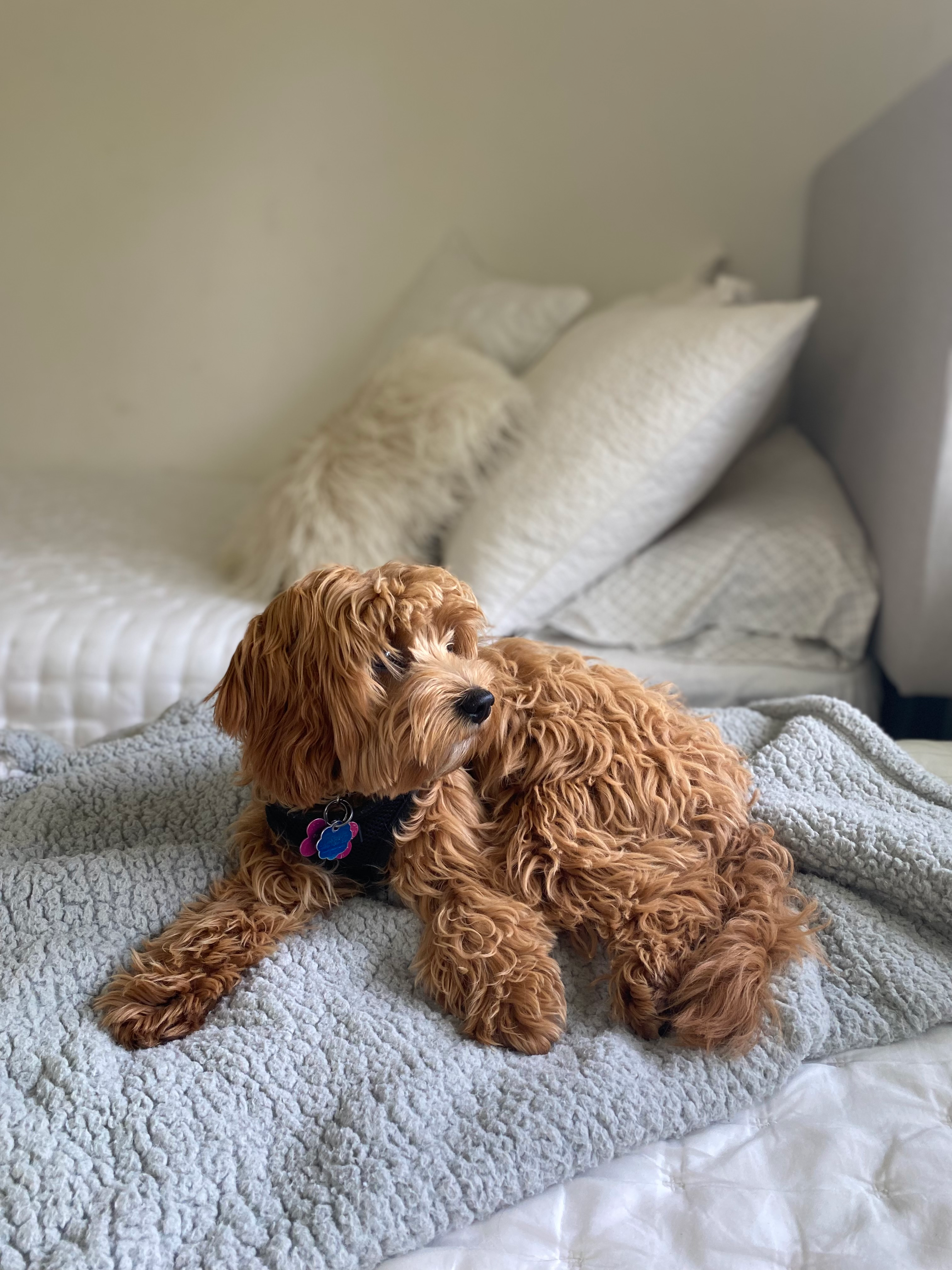 Mini Aussiedoodle Pup Being Cute