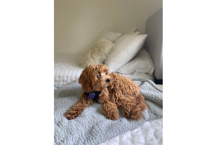 Mini Aussiedoodle Pup Being Cute