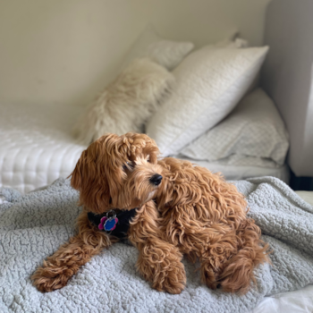 Las Vegas Mini Aussiedoodle Pup