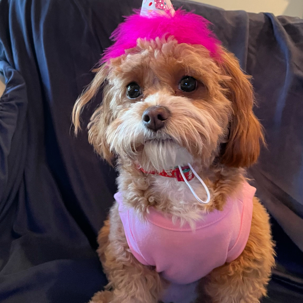 Funny Cavapoo Poodle Mix Pup