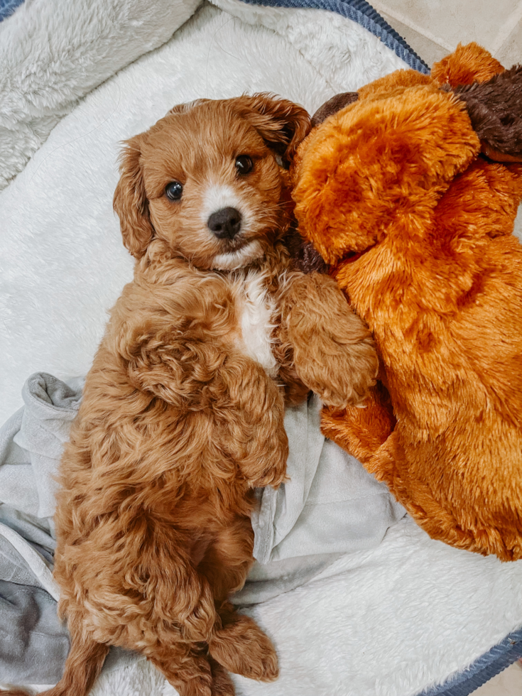 Cavapoo Being Cute