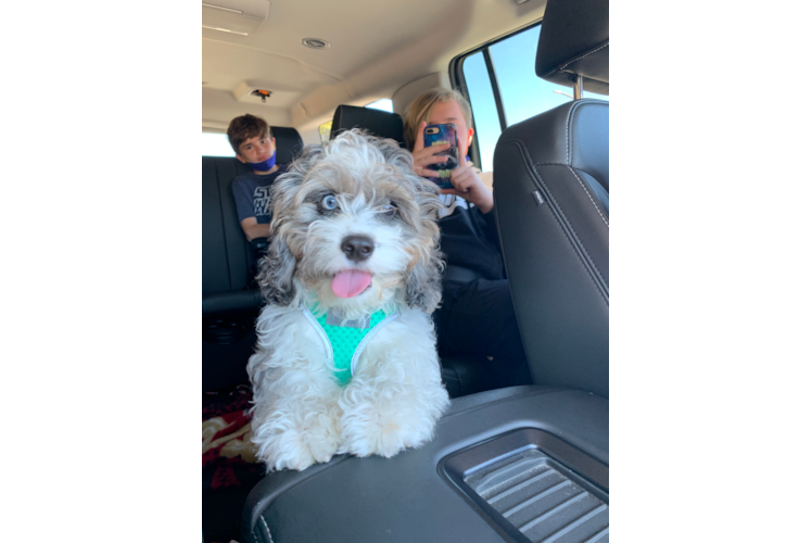 Cavapoo Puppy for Adoption