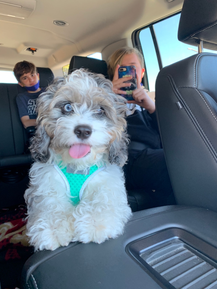 Smart Cavapoo Poodle Mix Pup