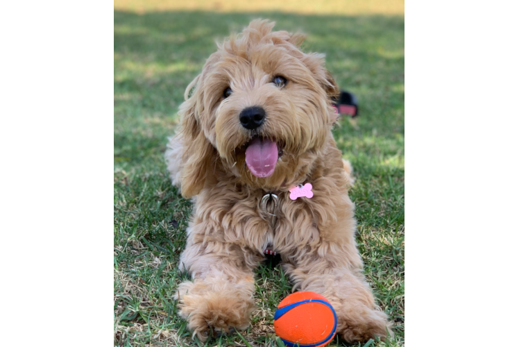 Best Cavapoo Baby