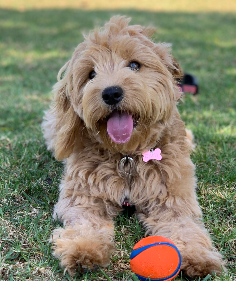 San Clemente Cavapoo Pup