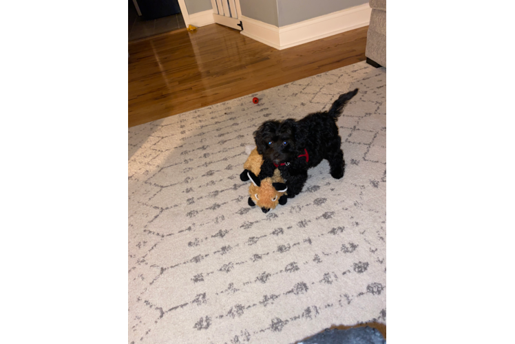 Smart Cavapoo Poodle Mix Pup