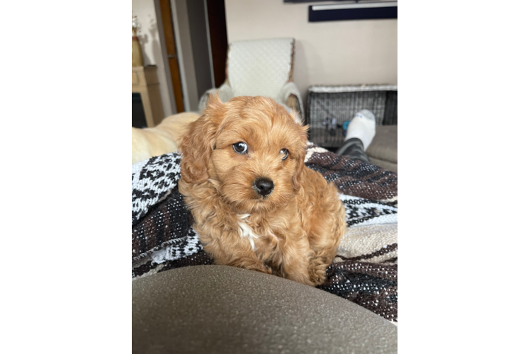 Popular Cavapoo Poodle Mix Pup