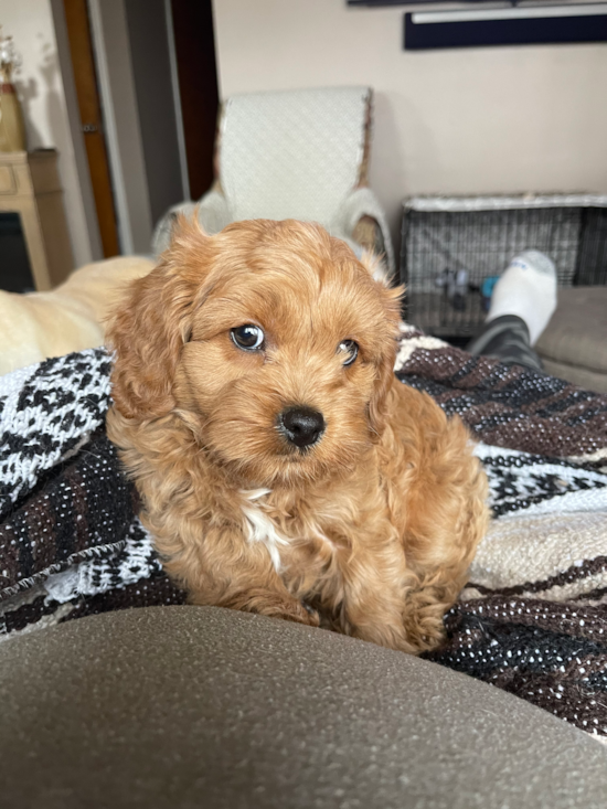 Sweet Cavapoo Pup