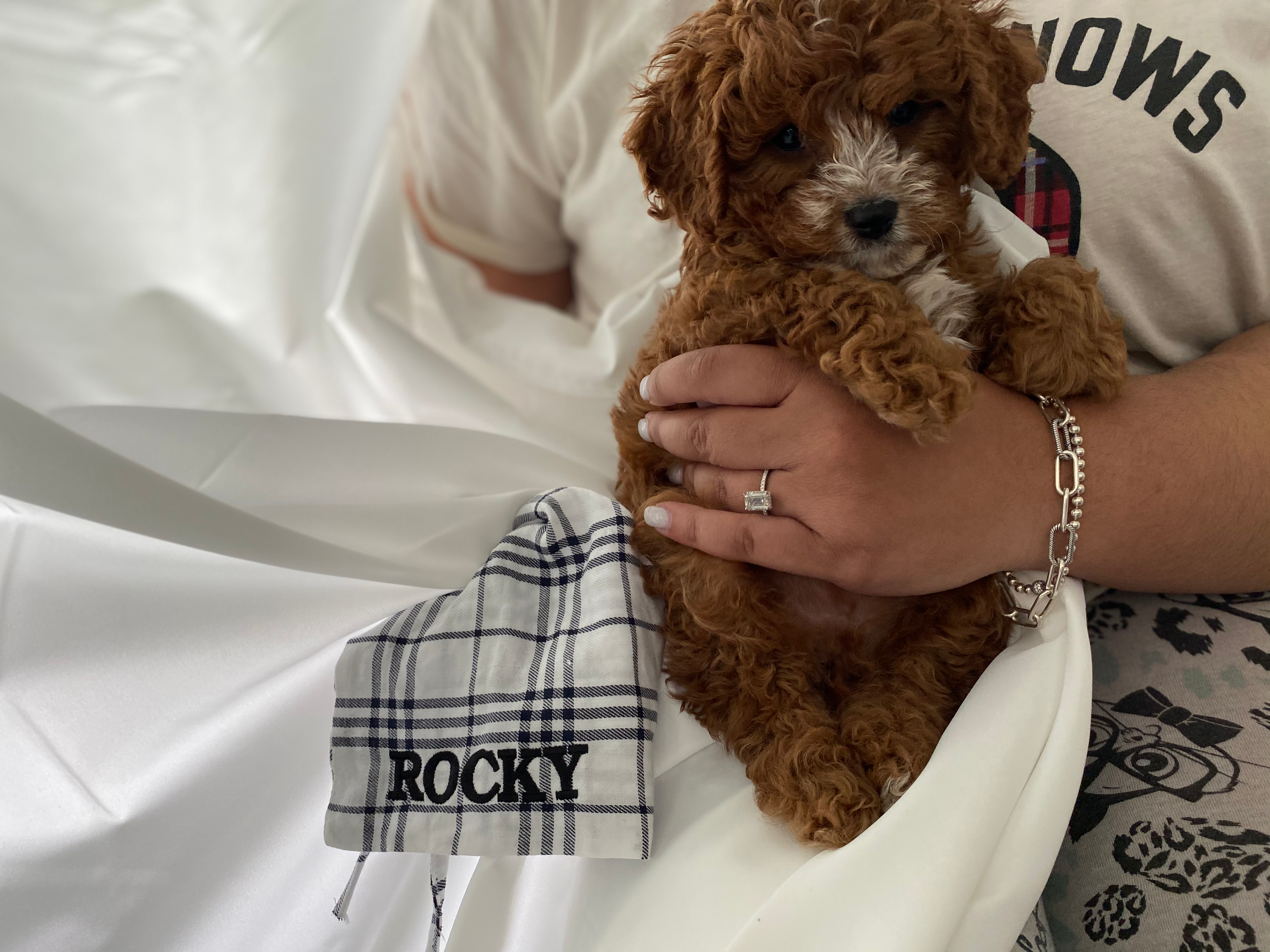 Petite Cavapoo Poodle Mix Pup