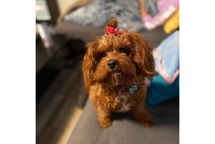 Petite Cavapoo Poodle Mix Pup