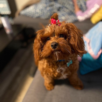 Adorable Cavoodle Poodle Mix Pup