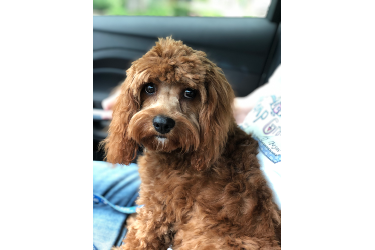 Smart Cavapoo Poodle Mix Pup