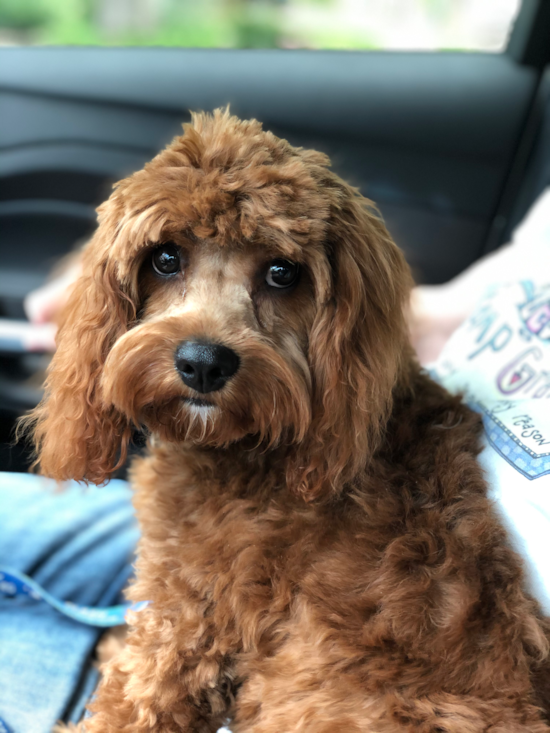 Playful Cavoodle Poodle Mix Pup