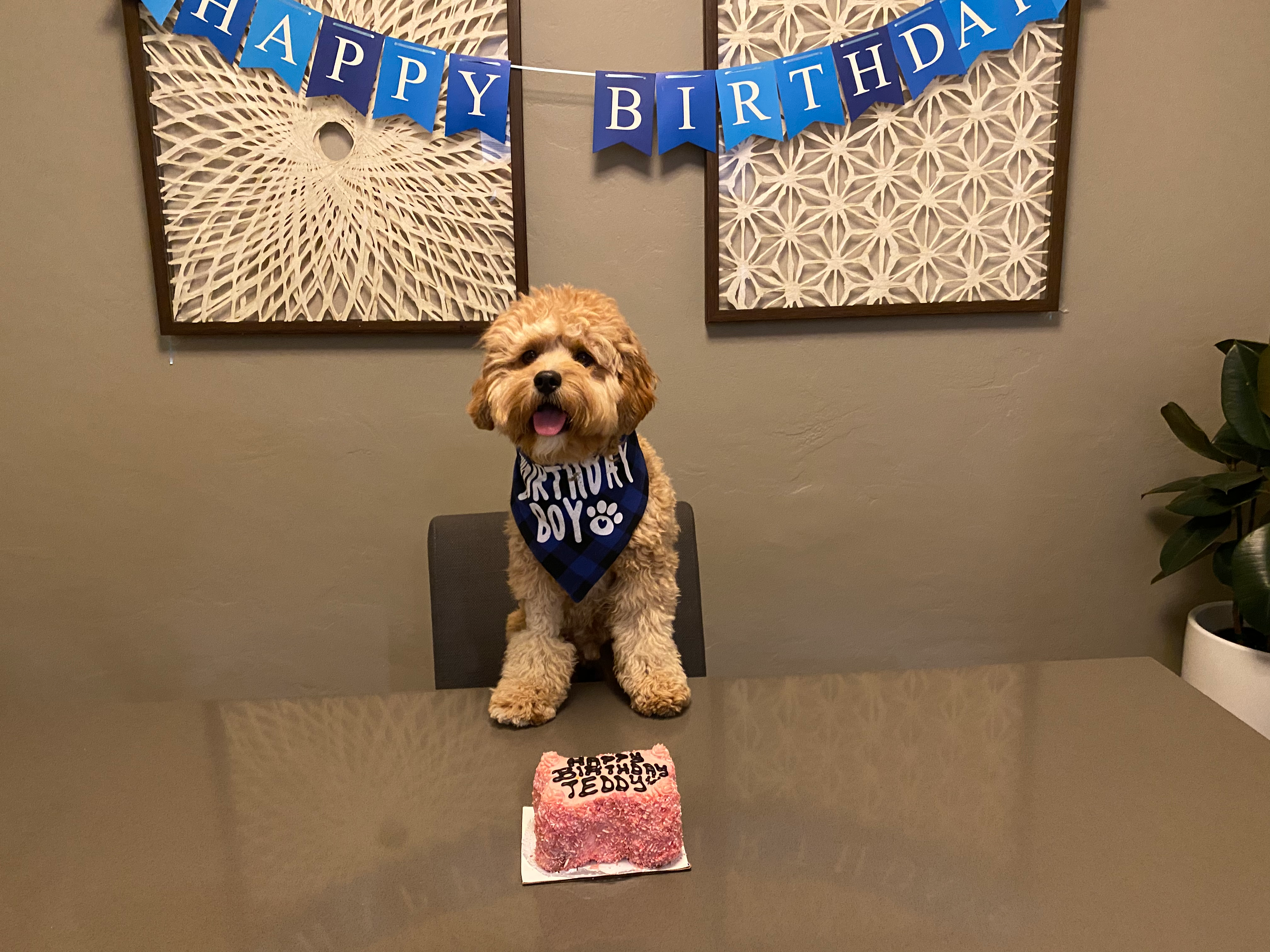 Petite Cavapoo Poodle Mix Pup