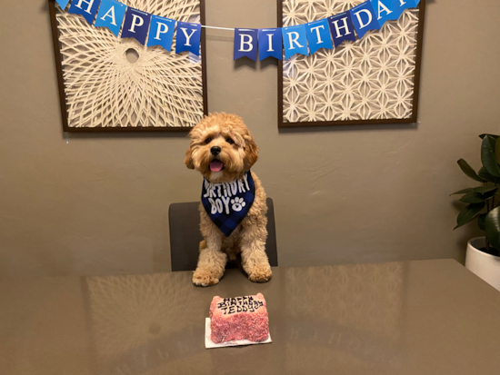 Small Cavapoo Pup