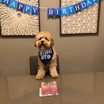 Small Cavapoo Pup