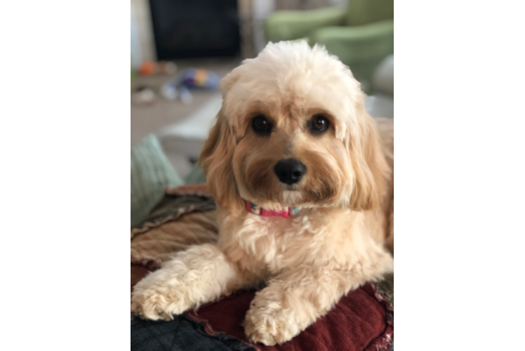 Cavapoo Pup Being Cute