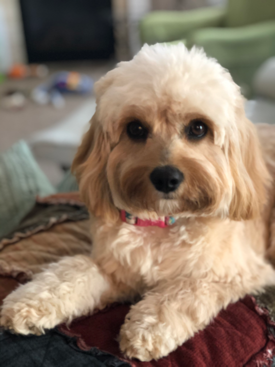 Cute Cavapoo Pup in Dayton OH