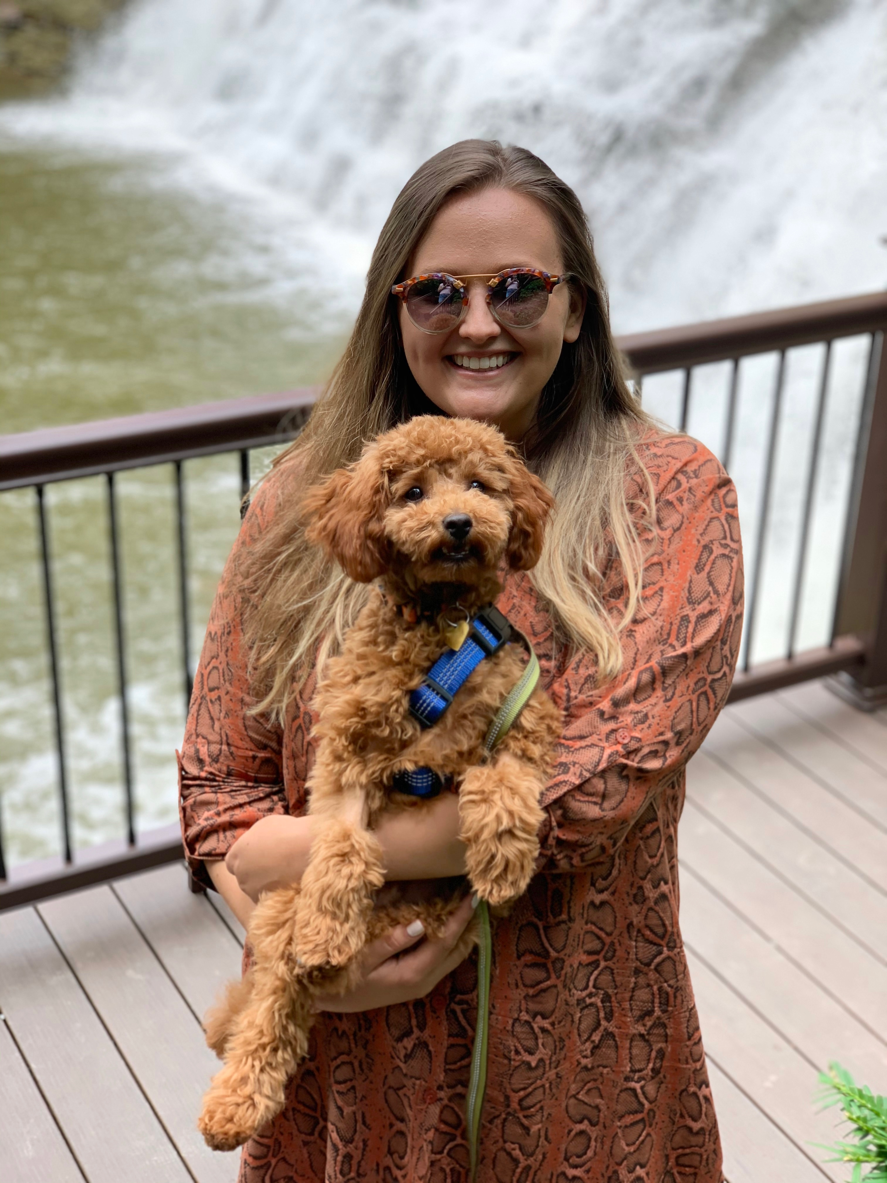 Friendly Cavapoo Baby