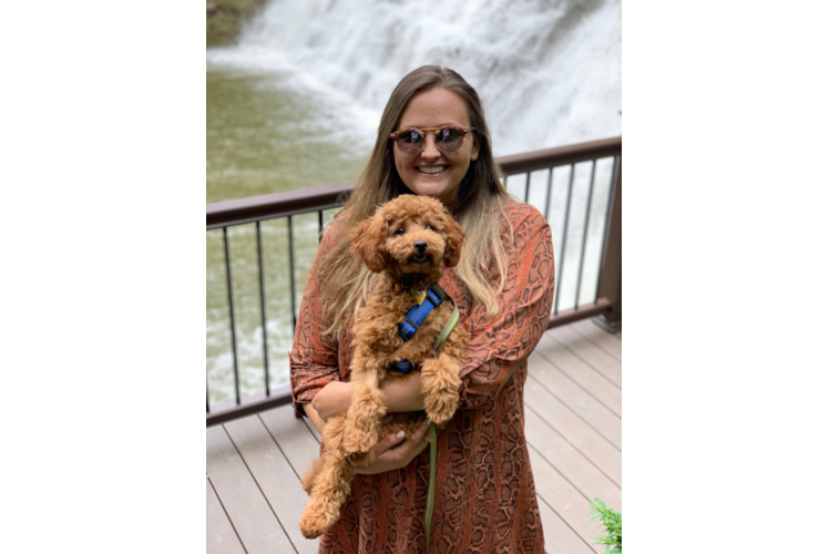 Friendly Cavapoo Baby