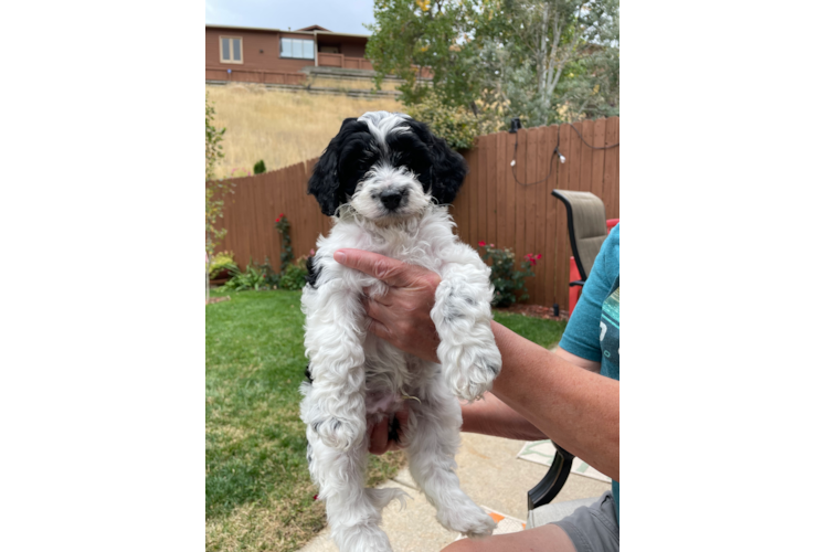 Petite Cavapoo Poodle Mix Pup