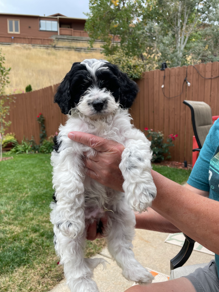 Cavapoo Being Cute