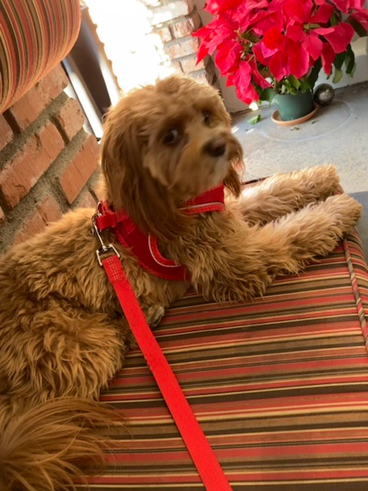 Sweet Cavapoo Pup