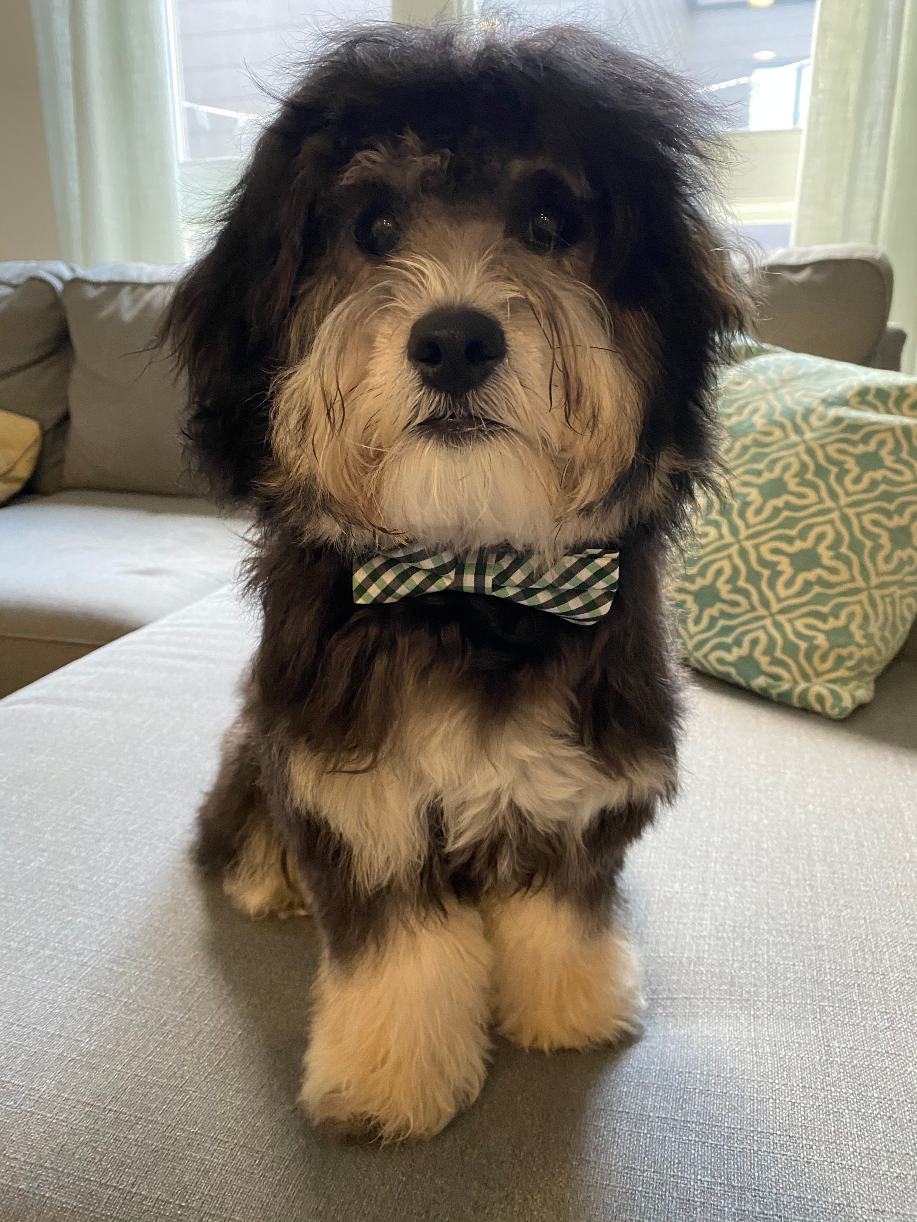Little Cavoodle Poodle Mix Puppy