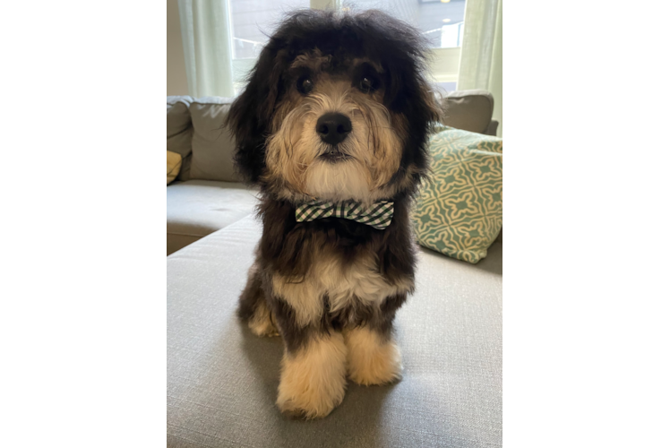 Little Cavoodle Poodle Mix Puppy