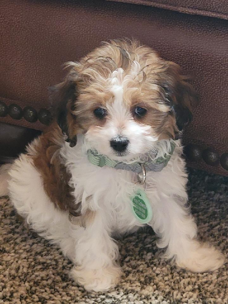 Friendly Cavapoo Pup