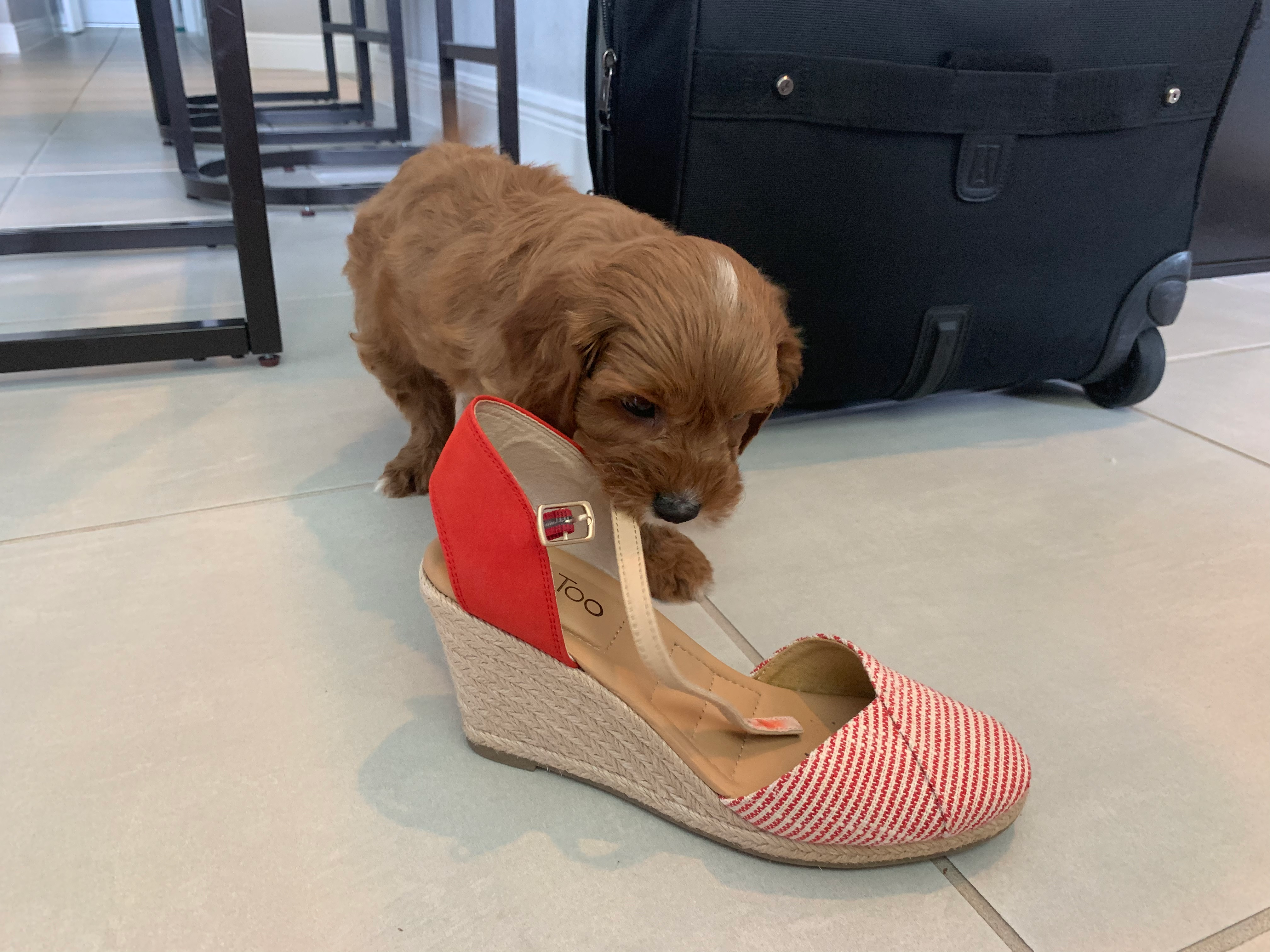 Cavapoo Pup Being Cute