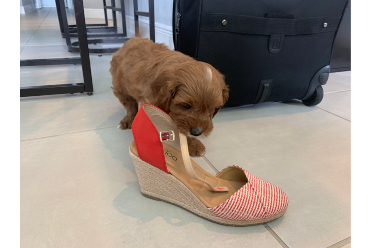 Cavapoo Pup Being Cute