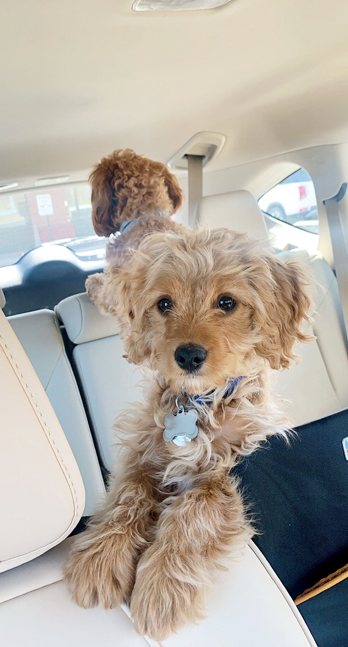 Cavapoo Pup Being Cute