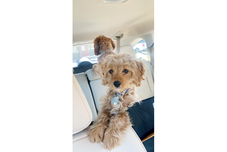 Cavapoo Pup Being Cute