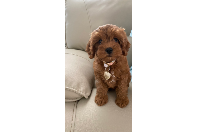 Hypoallergenic Cavoodle Poodle Mix Puppy