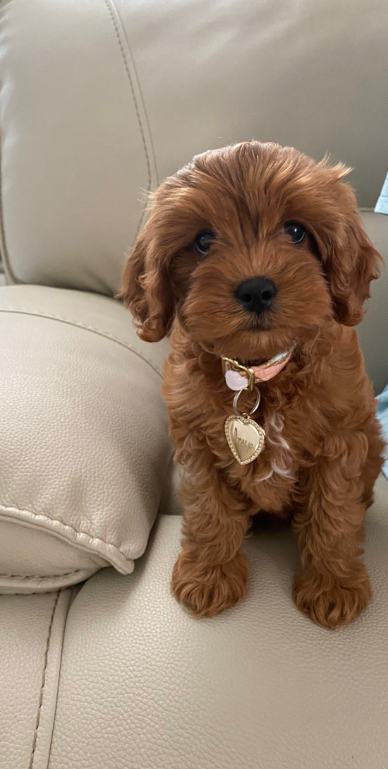 Small Cavapoo Pup