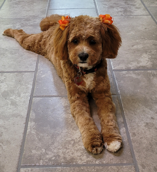 Moseley Cavapoo Pup