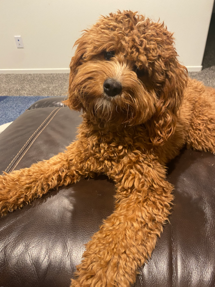 Little Cavoodle Poodle Mix Pup