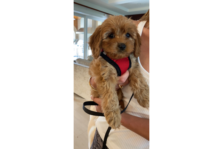 Funny Cavapoo Poodle Mix Pup