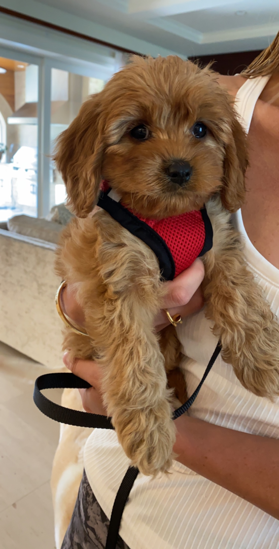 Cavapoo Being Cute