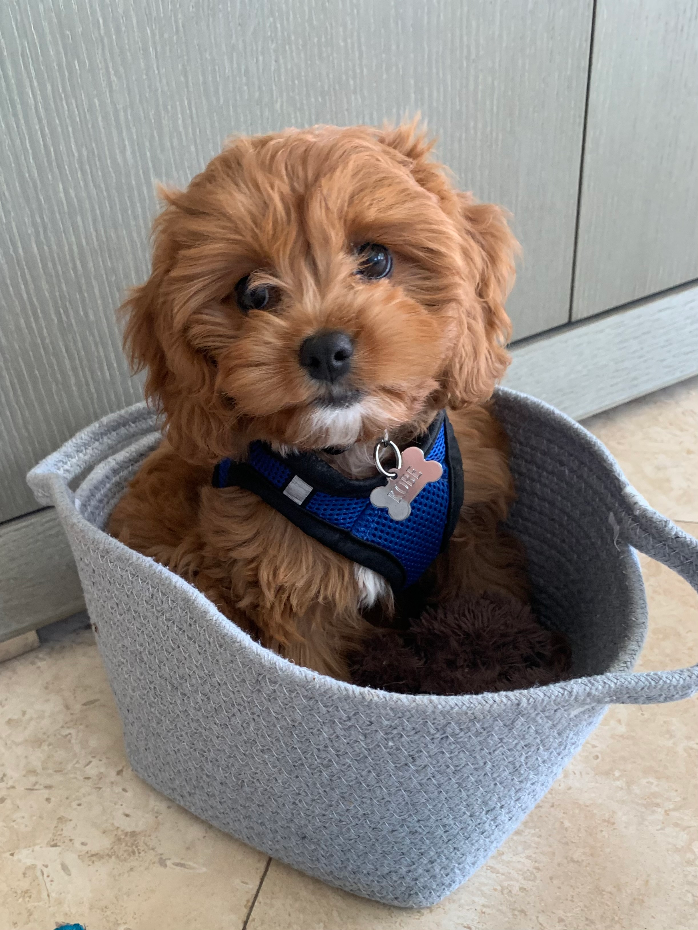 Cavapoo Puppy for Adoption